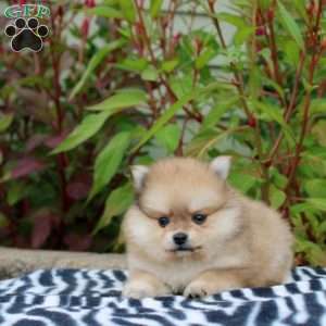 Tessa, Pomeranian Puppy